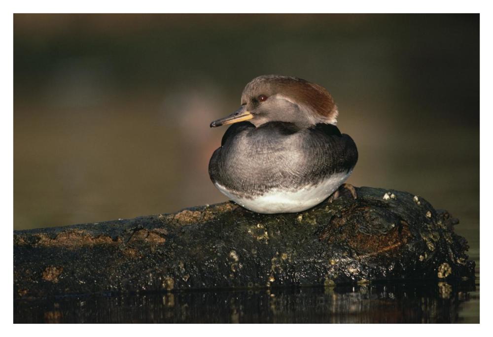Hooded Merganser female portrait, British Columbia, Canada-Paper Art-38"x26"