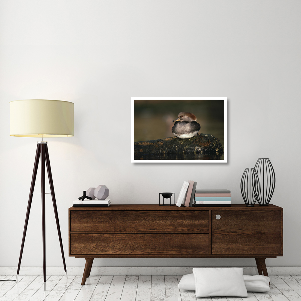 Hooded Merganser female portrait, British Columbia, Canada-Paper Art-38&quotx26"