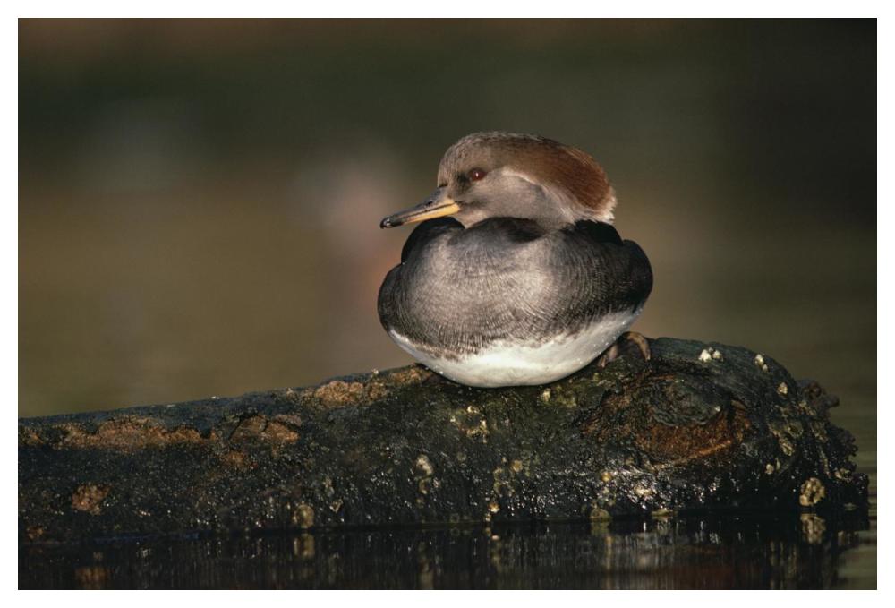 Hooded Merganser female portrait, British Columbia, Canada-Paper Art-50"x34"