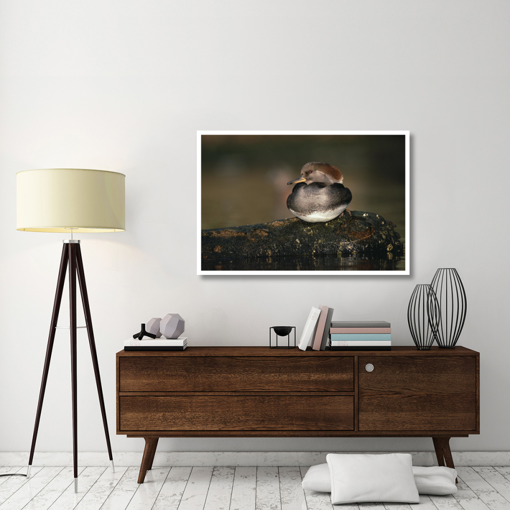 Hooded Merganser female portrait, British Columbia, Canada-Paper Art-50&quotx34"