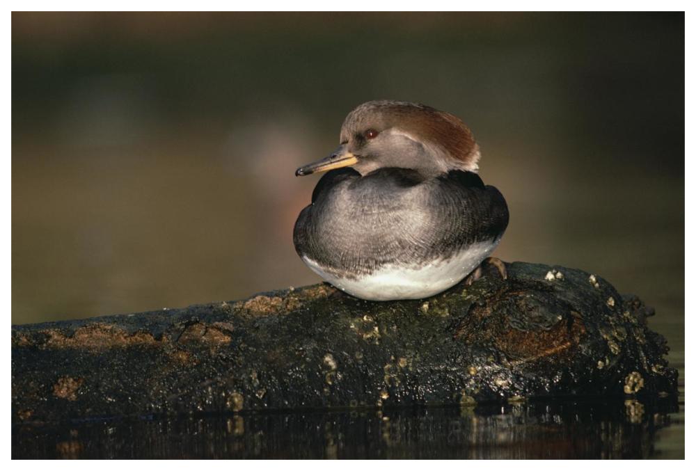 Hooded Merganser female portrait, British Columbia, Canada-Paper Art-62"x42"