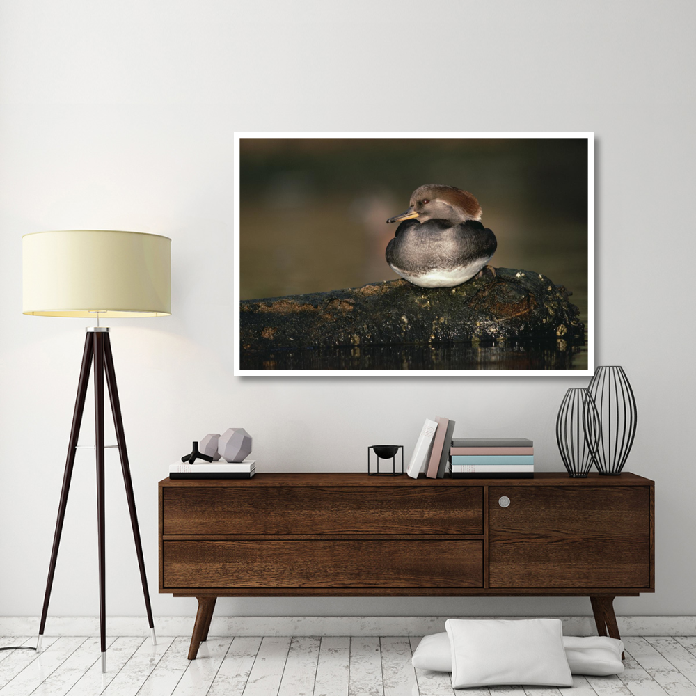 Hooded Merganser female portrait, British Columbia, Canada-Paper Art-62&quotx42"