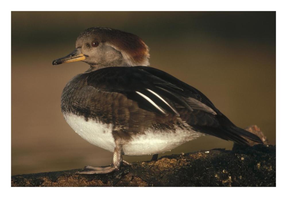 Hooded Merganser female portrait, British Columbia, Canada-Paper Art-26"x18"