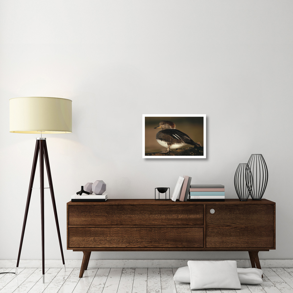 Hooded Merganser female portrait, British Columbia, Canada-Paper Art-26&quotx18"