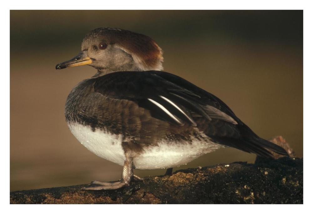 Hooded Merganser female portrait, British Columbia, Canada-Paper Art-32"x22"