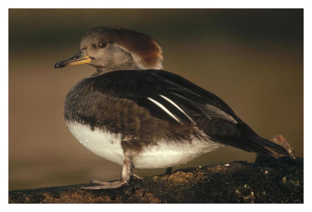 Hooded Merganser female portrait, British Columbia, Canada-Paper Art-38"x26"
