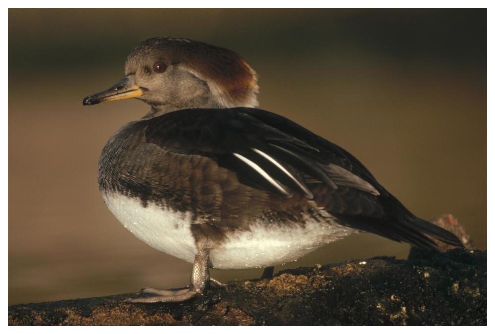Hooded Merganser female portrait, British Columbia, Canada-Paper Art-62"x42"