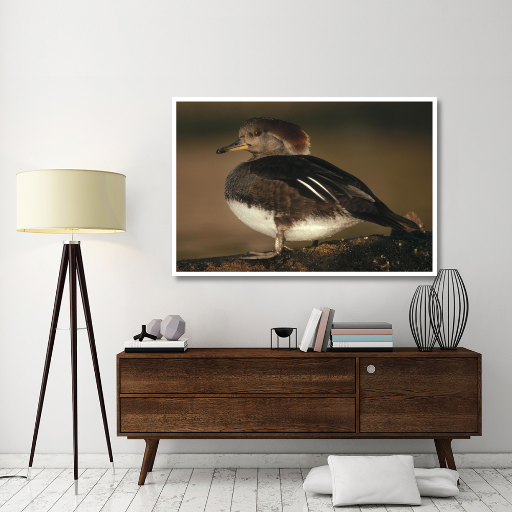 Hooded Merganser female portrait, British Columbia, Canada-Paper Art-62&quotx42"