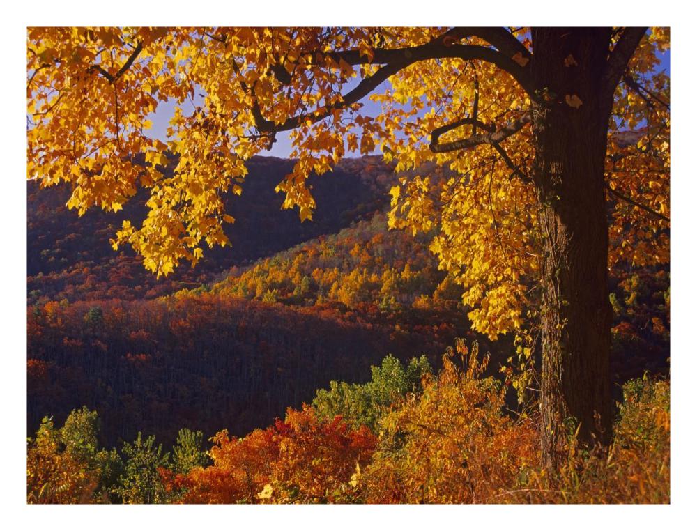 Autumn deciduous forest, Shenandoah National Park, Virginia-Paper Art-26"x20"