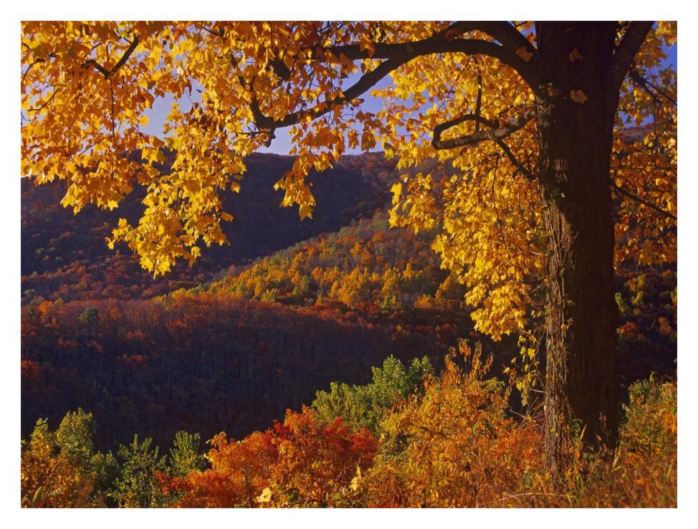 Autumn deciduous forest, Shenandoah National Park, Virginia-Paper Art-34"x26"