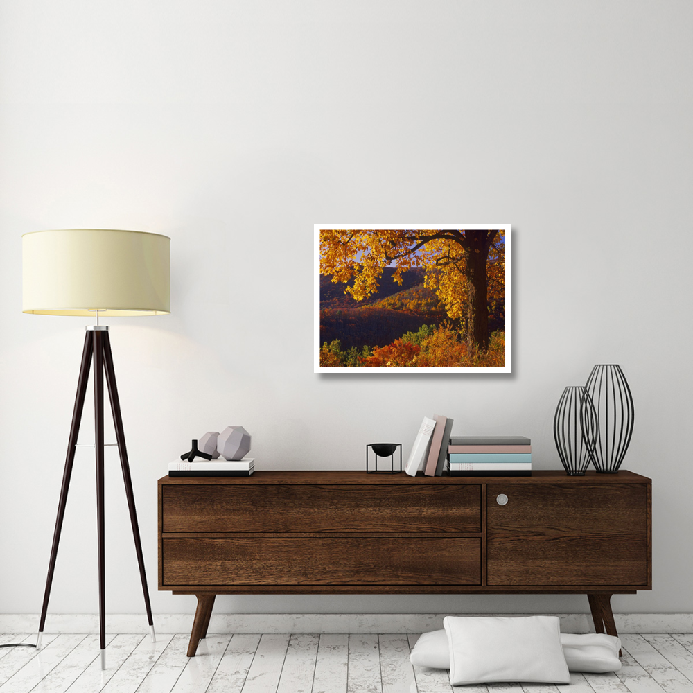 Autumn deciduous forest, Shenandoah National Park, Virginia-Paper Art-34&quotx26"