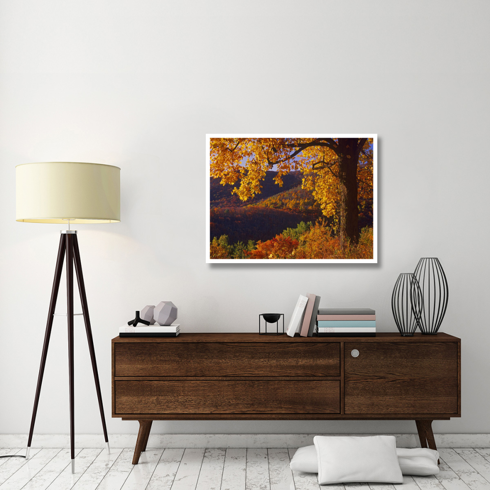 Autumn deciduous forest, Shenandoah National Park, Virginia-Paper Art-42&quotx32"