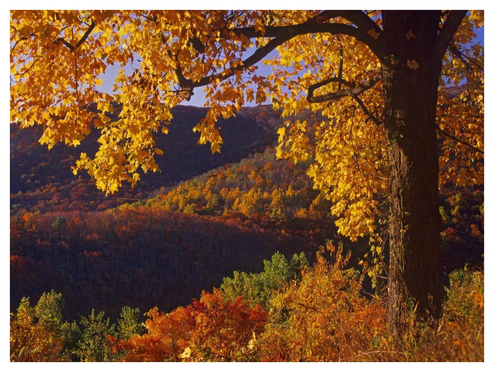 Autumn deciduous forest, Shenandoah National Park, Virginia-Paper Art-50"x38"