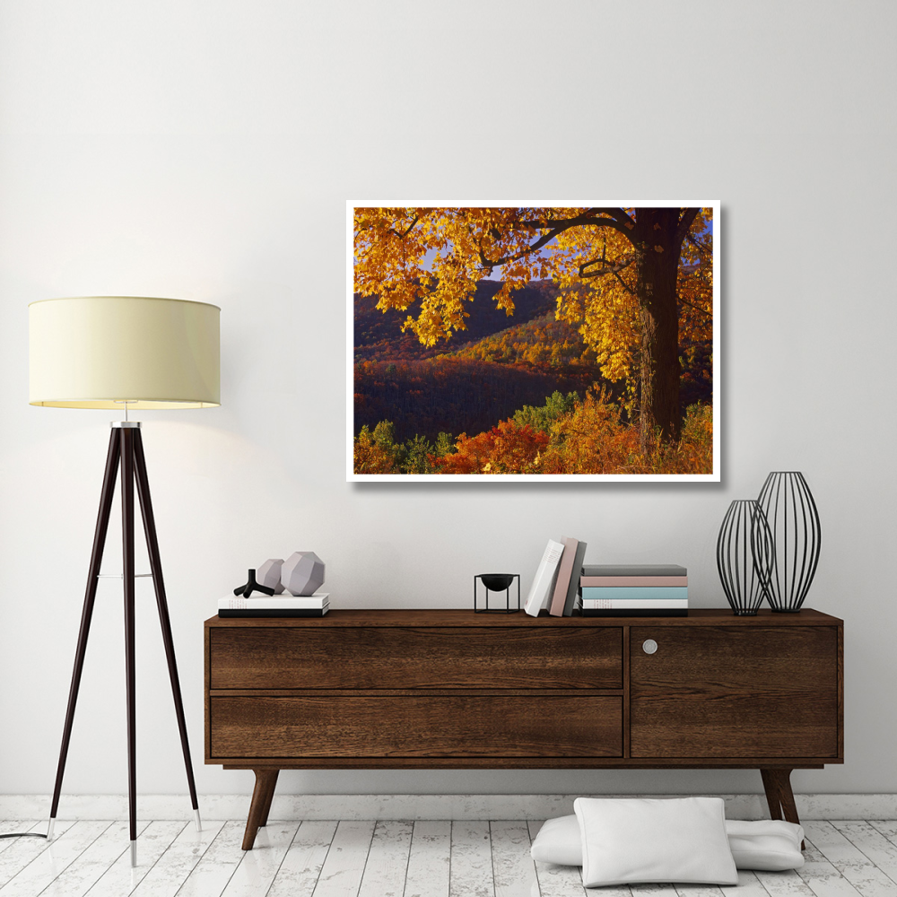 Autumn deciduous forest, Shenandoah National Park, Virginia-Paper Art-50&quotx38"