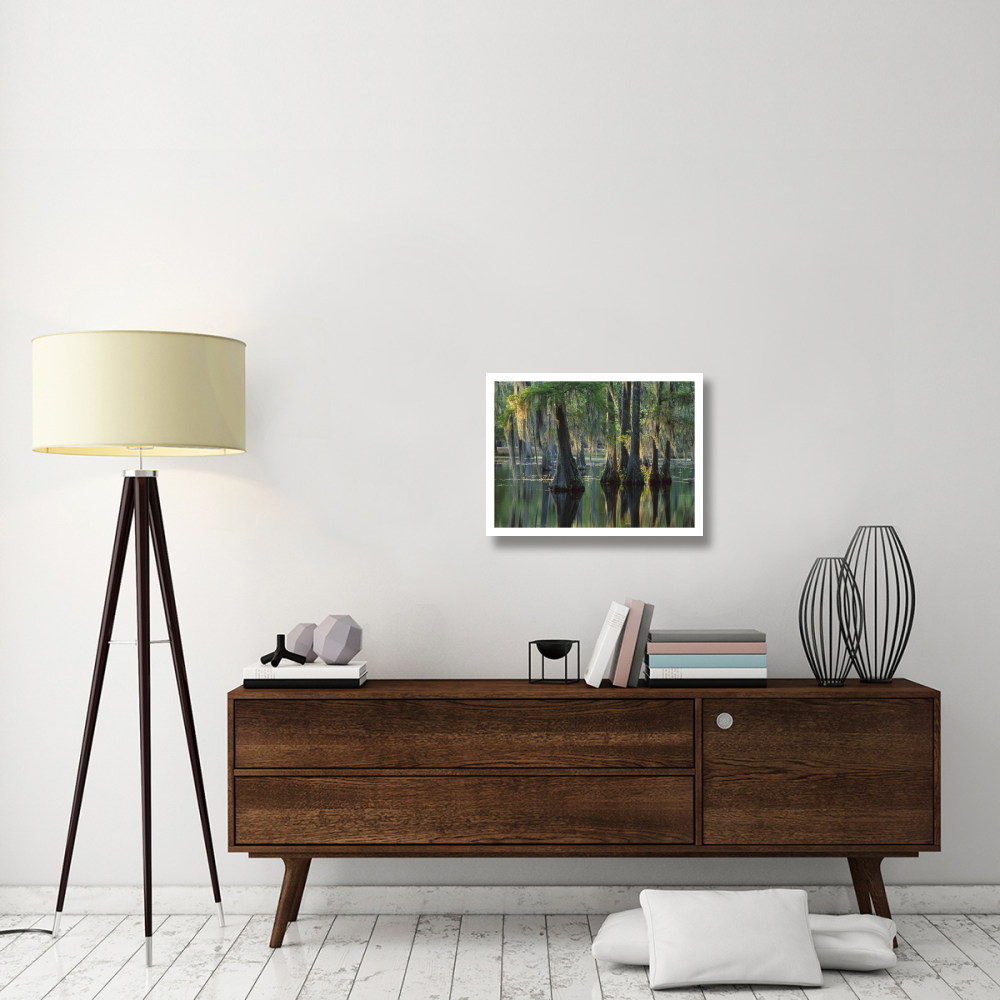 Bald Cypress swamp, Sam Houston Jones State Park, Louisiana-Paper Art-26&quotx20"