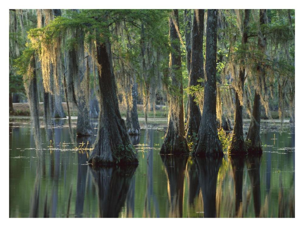 Bald Cypress swamp, Sam Houston Jones State Park, Louisiana-Paper Art-34"x26"
