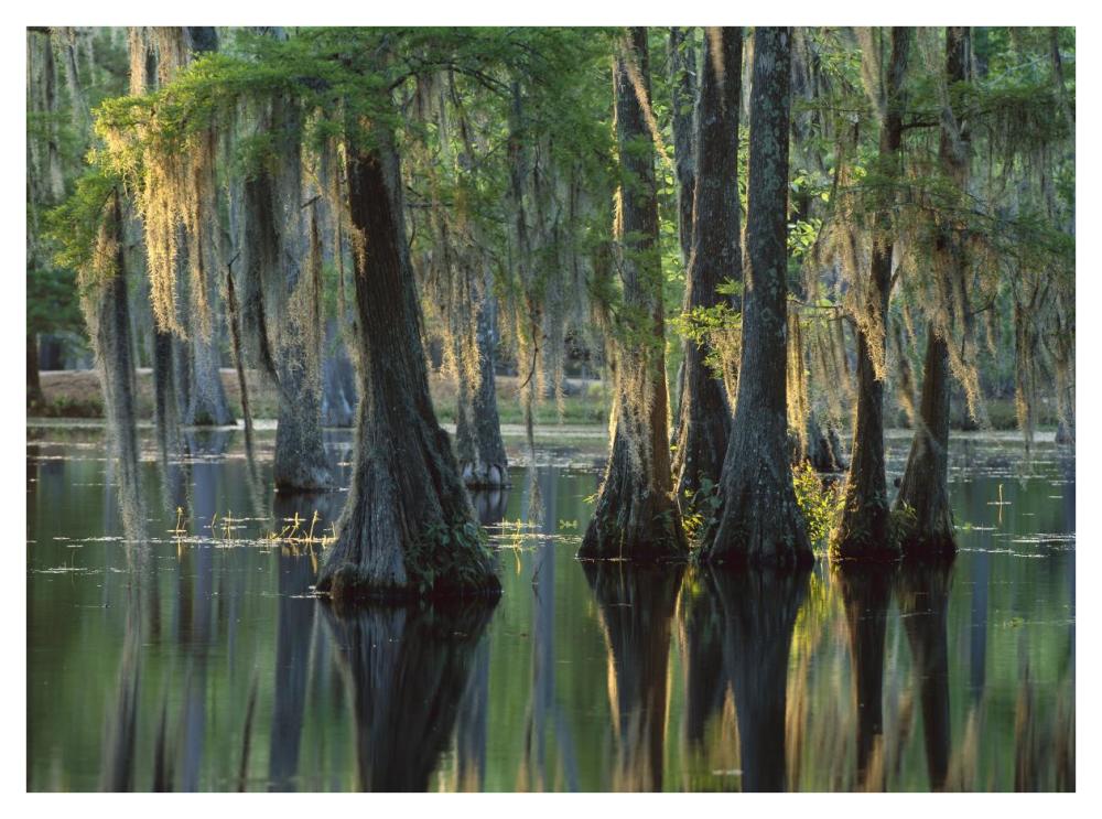 Bald Cypress swamp, Sam Houston Jones State Park, Louisiana-Paper Art-42"x32"