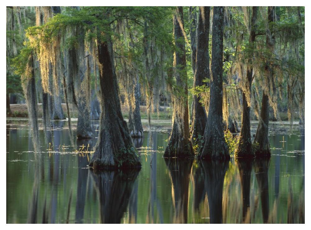 Bald Cypress swamp, Sam Houston Jones State Park, Louisiana-Paper Art-50"x38"