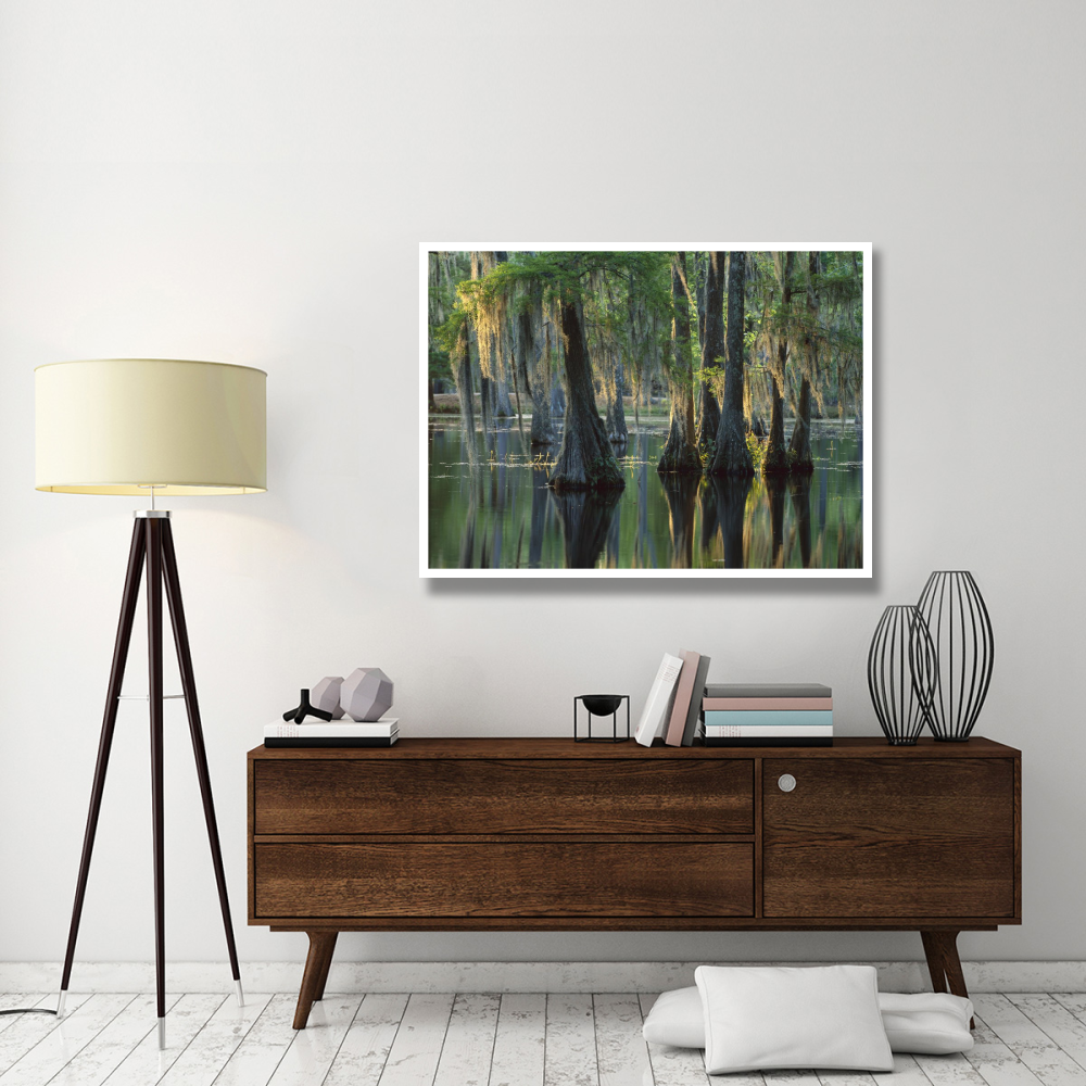 Bald Cypress swamp, Sam Houston Jones State Park, Louisiana-Paper Art-50&quotx38"