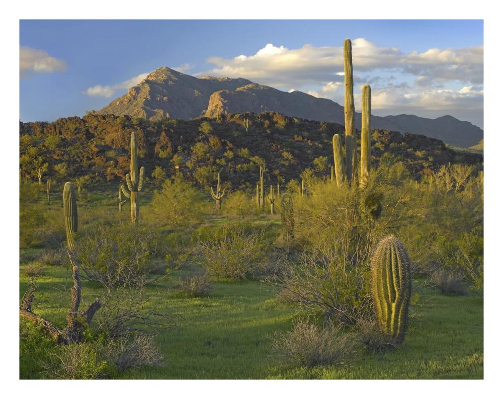 Saguaro Picacho Mountains, Picacho Peak State Park, Arizona-Paper Art-26"x20"