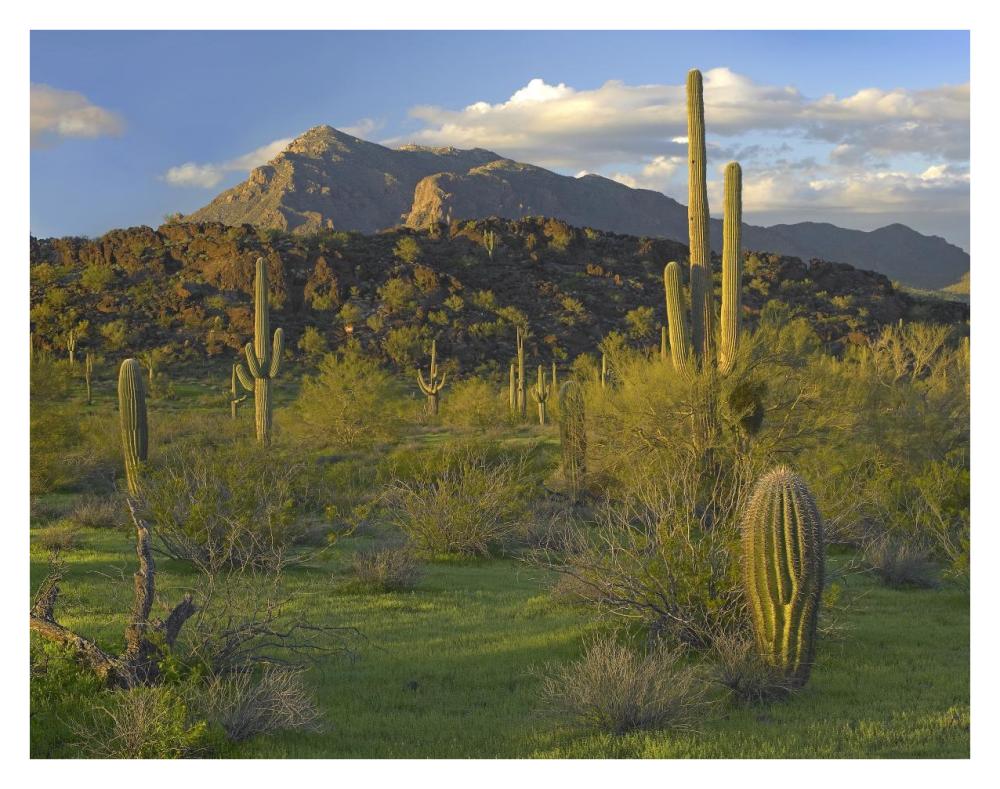 Saguaro Picacho Mountains, Picacho Peak State Park, Arizona-Paper Art-34"x26"