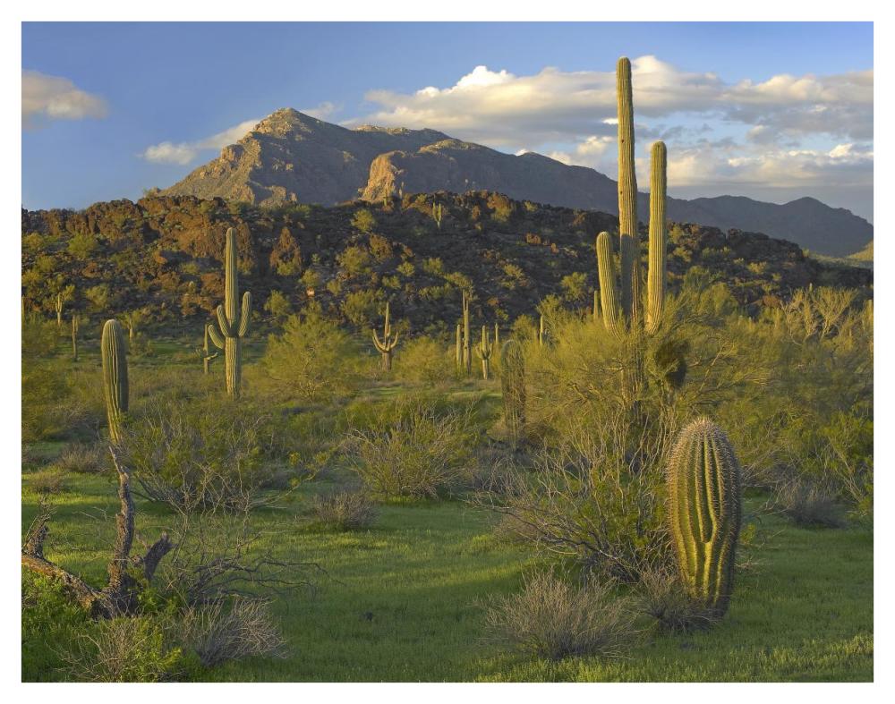 Saguaro Picacho Mountains, Picacho Peak State Park, Arizona-Paper Art-42"x32"
