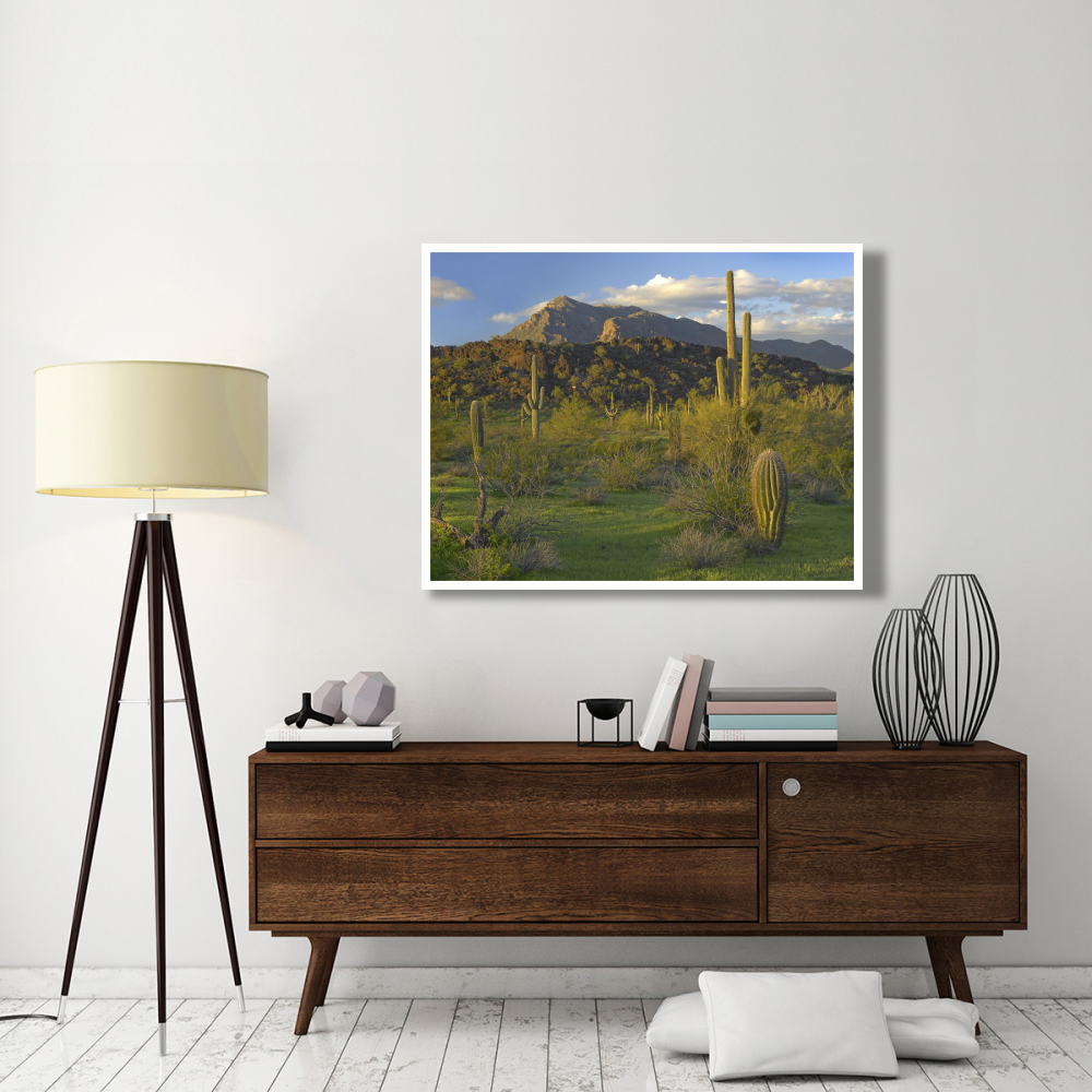 Saguaro Picacho Mountains, Picacho Peak State Park, Arizona-Paper Art-50&quotx38"