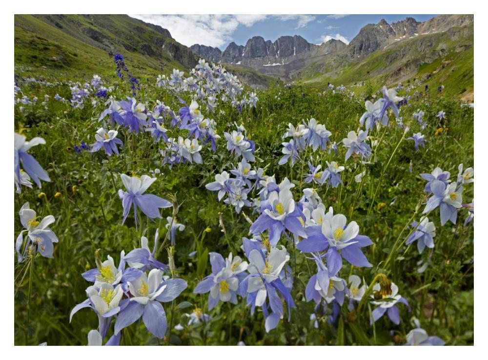 Colorado Blue Columbine flowers in American Basin, Colorado-Paper Art-18"x14"