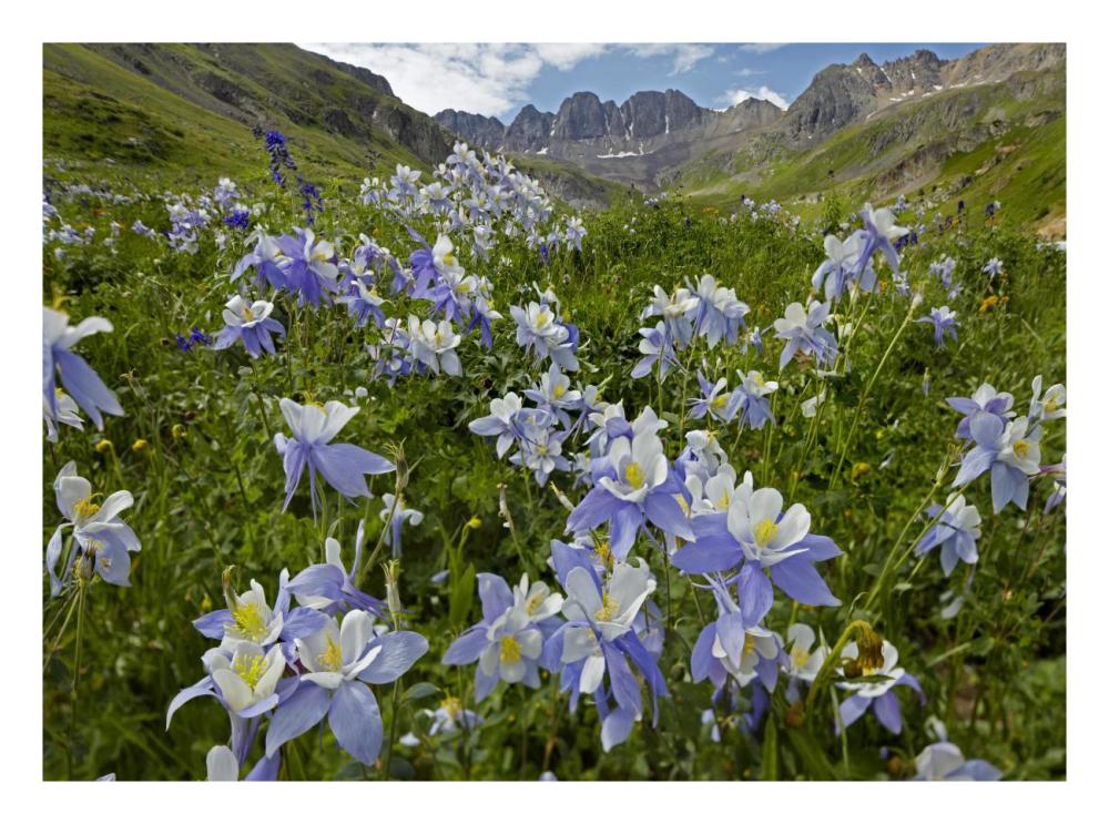 Colorado Blue Columbine flowers in American Basin, Colorado-Paper Art-26"x20"