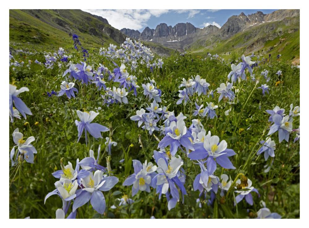 Colorado Blue Columbine flowers in American Basin, Colorado-Paper Art-34"x26"