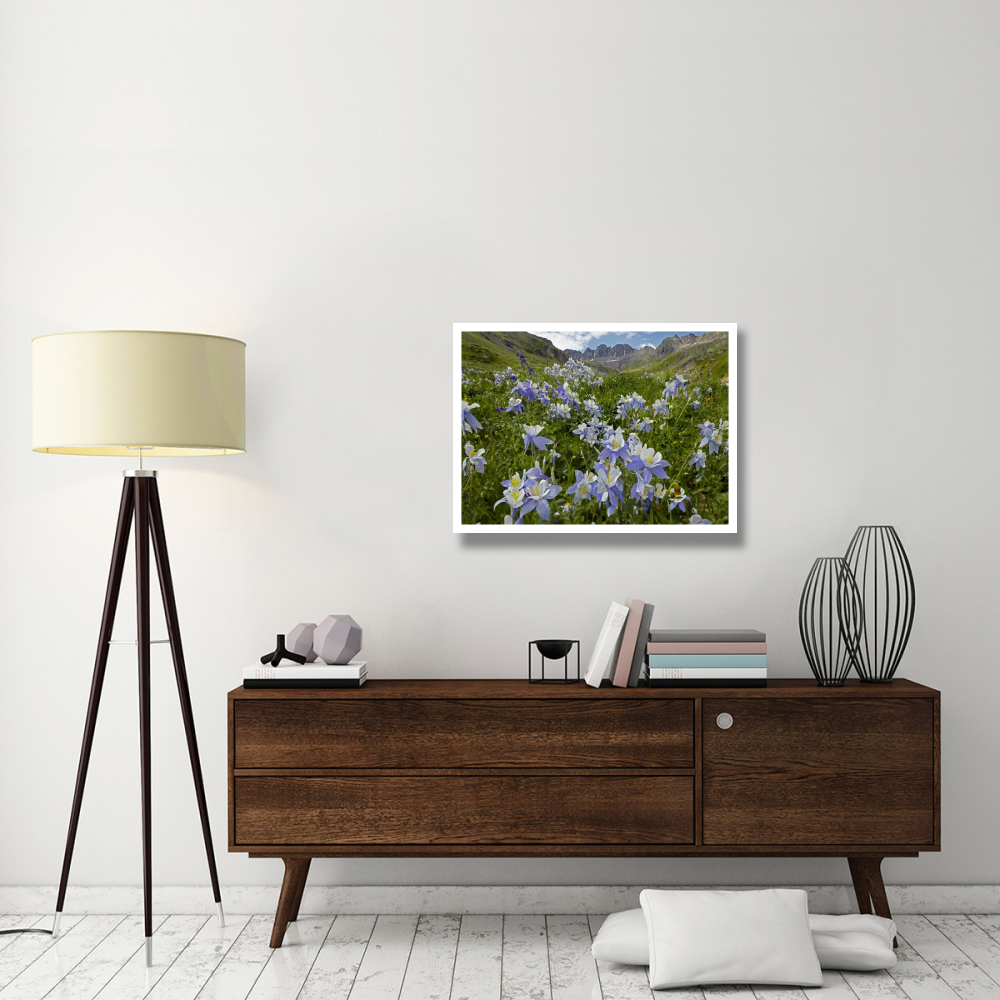 Colorado Blue Columbine flowers in American Basin, Colorado-Paper Art-34&quotx26"