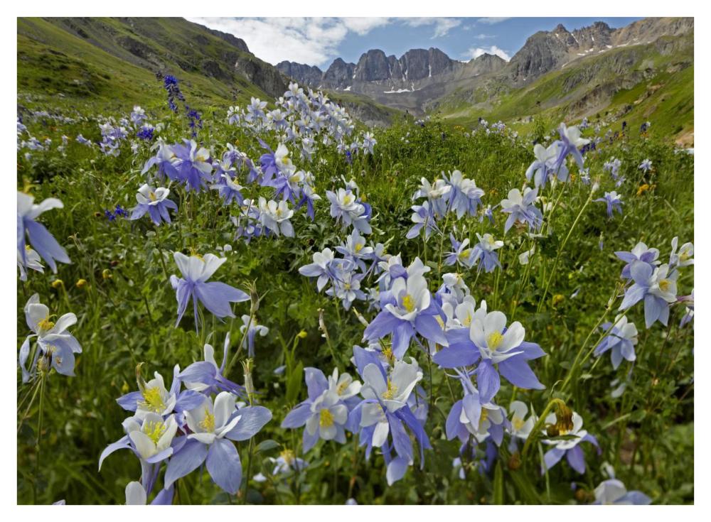 Colorado Blue Columbine flowers in American Basin, Colorado-Paper Art-42"x32"