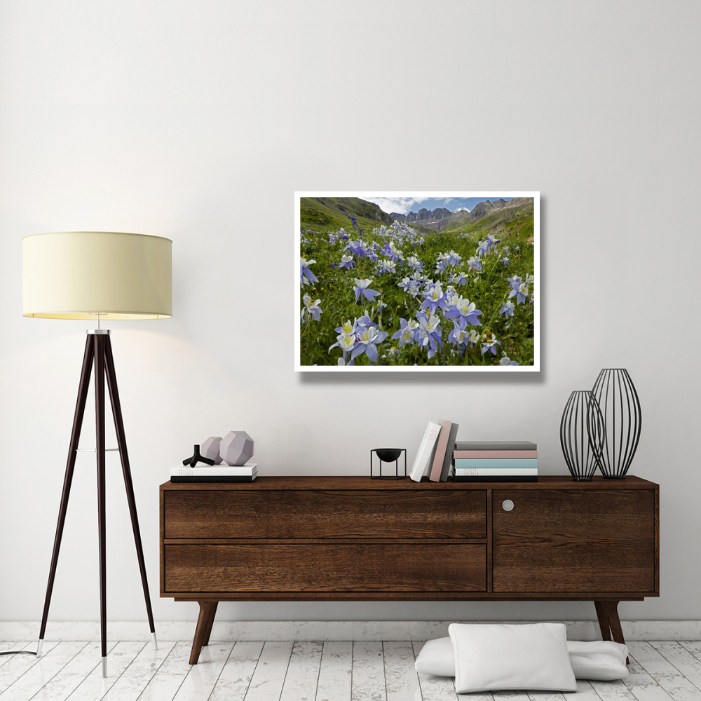 Colorado Blue Columbine flowers in American Basin, Colorado-Paper Art-42&quotx32"