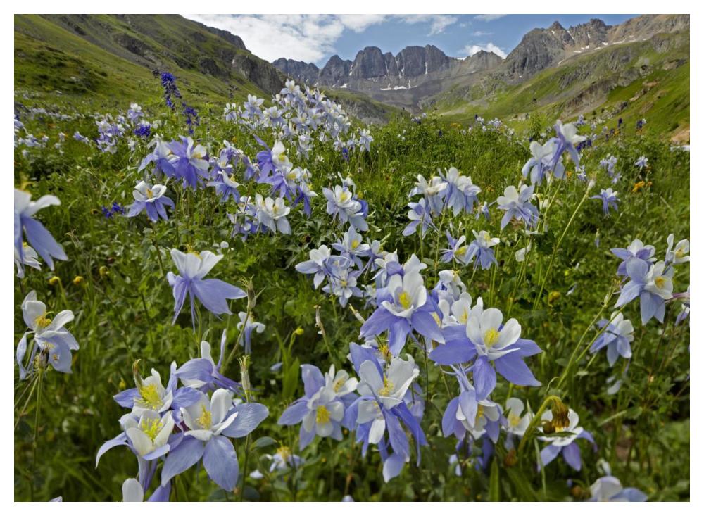 Colorado Blue Columbine flowers in American Basin, Colorado-Paper Art-50"x38"