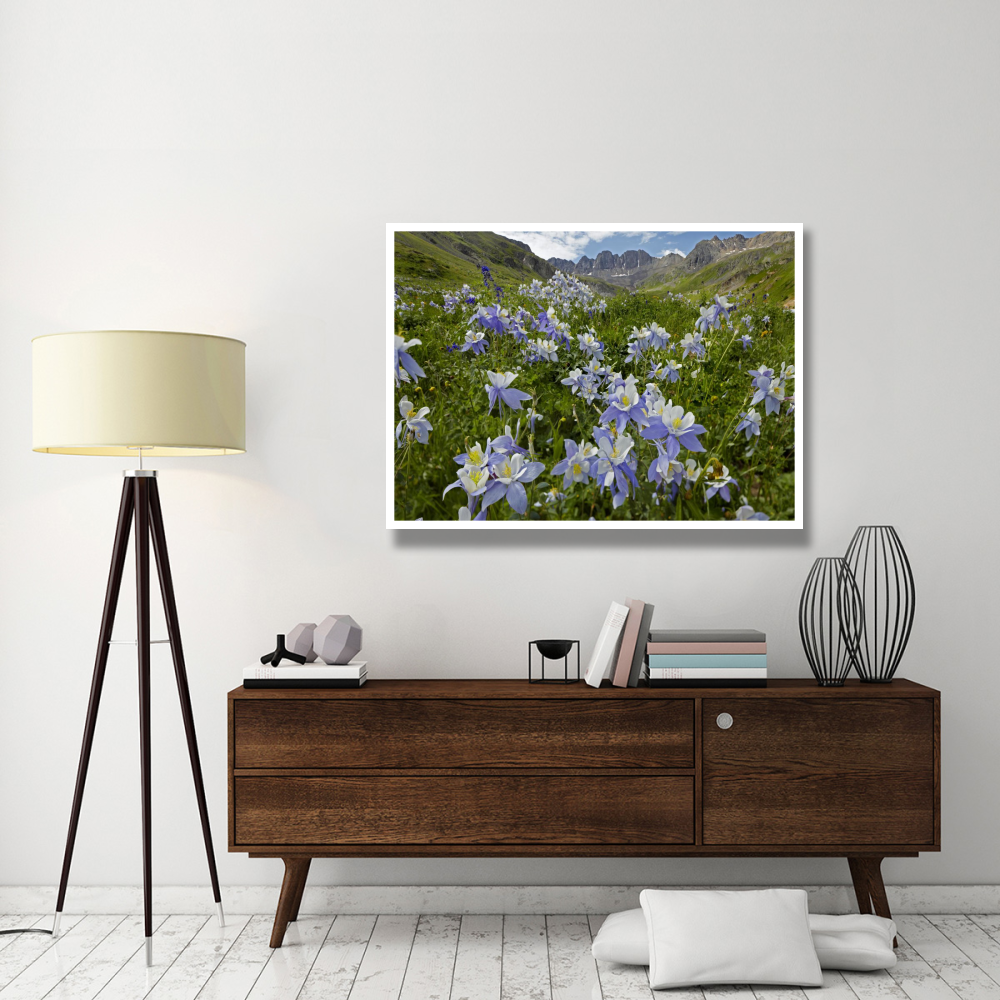 Colorado Blue Columbine flowers in American Basin, Colorado-Paper Art-50&quotx38"