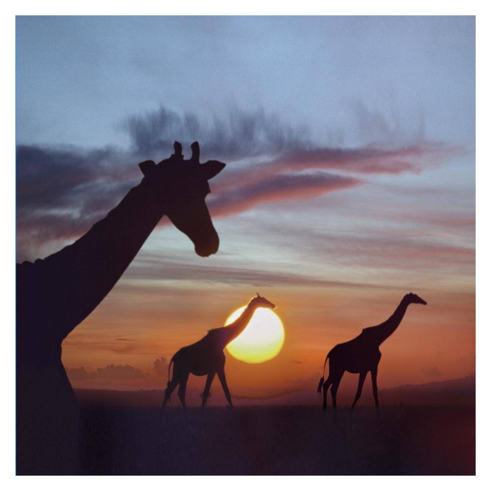 Giraffe trio at sunrise, Masai Mara, Kenya, composite image-Paper Art-32"x32"
