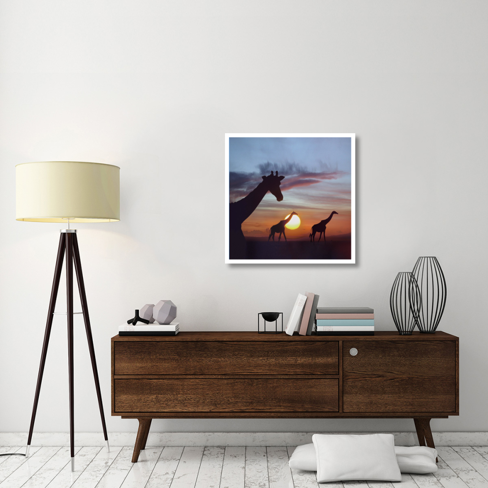 Giraffe trio at sunrise, Masai Mara, Kenya, composite image-Paper Art-32&quotx32"
