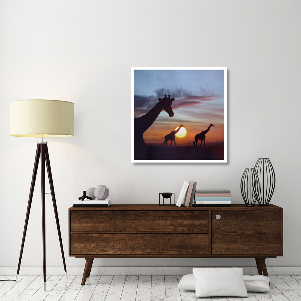 Giraffe trio at sunrise, Masai Mara, Kenya, composite image-Paper Art-38&quotx38"