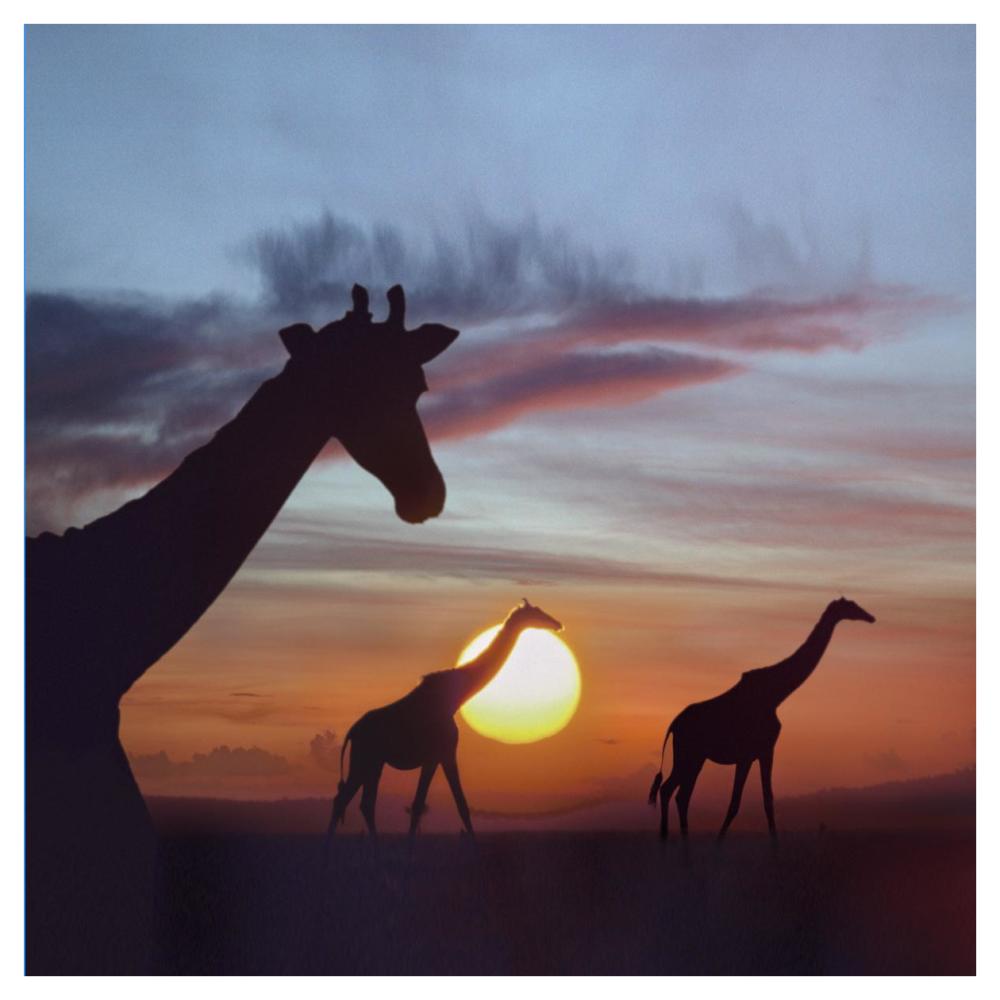 Giraffe trio at sunrise, Masai Mara, Kenya, composite image-Paper Art-42"x42"