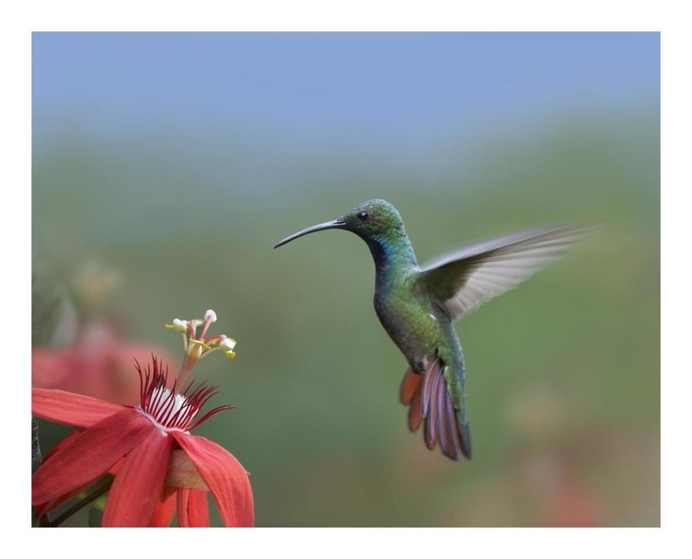 Green-breasted Mango hummingbird, male foraging, Costa Rica-Paper Art-22"x18"