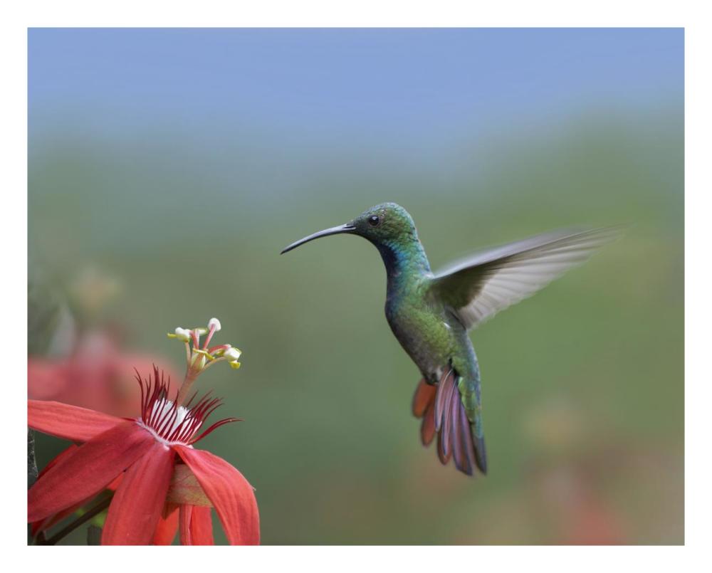 Green-breasted Mango hummingbird, male foraging, Costa Rica-Paper Art-26"x22"