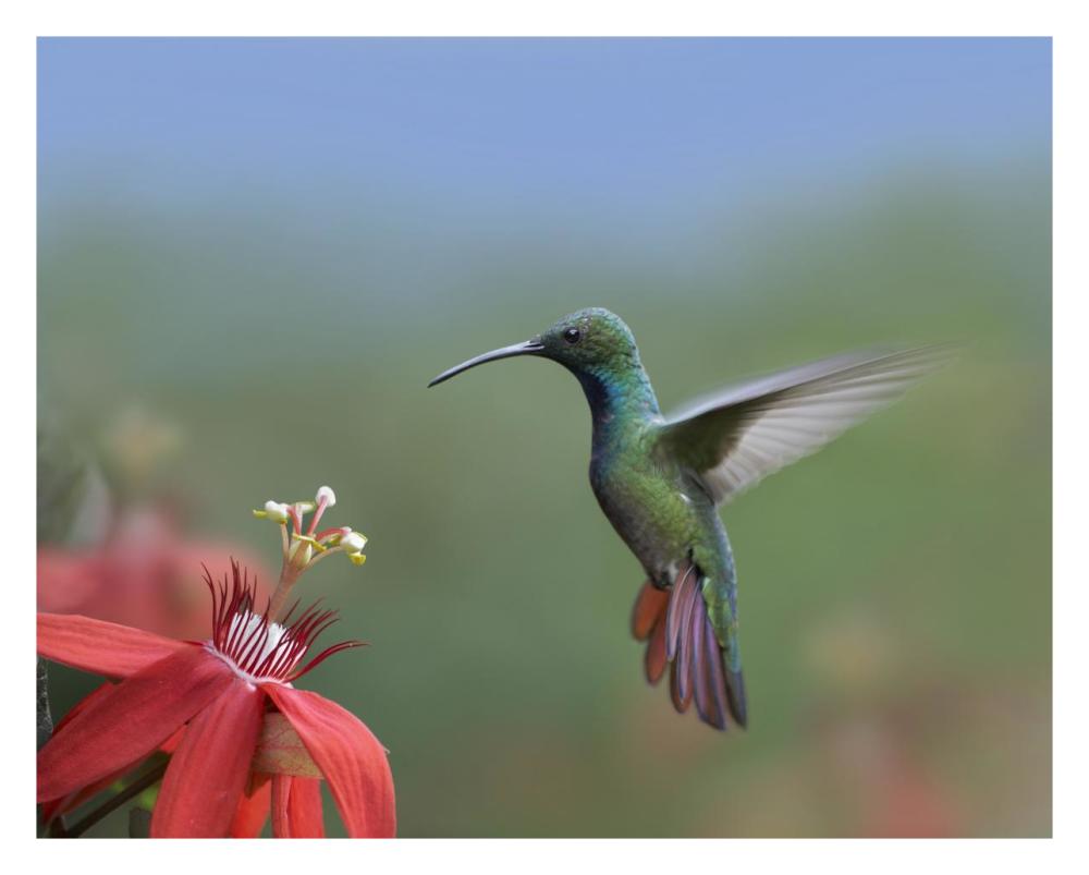 Green-breasted Mango hummingbird, male foraging, Costa Rica-Paper Art-30"x24"