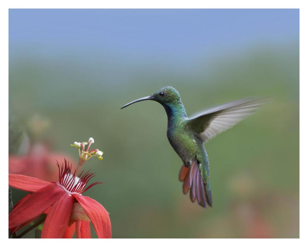 Green-breasted Mango hummingbird, male foraging, Costa Rica-Paper Art-37"x30"
