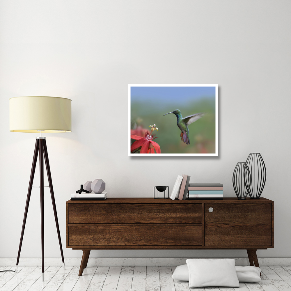Green-breasted Mango hummingbird, male foraging, Costa Rica-Paper Art-37&quotx30"