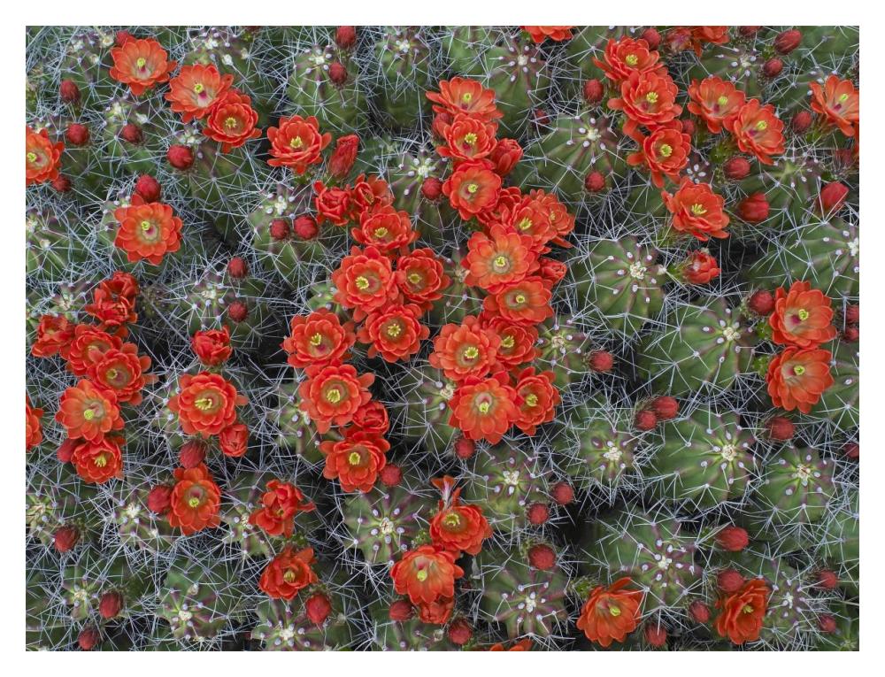 Claret Cup Cactus detail of flowers in bloom, North America-Paper Art-18"x14"