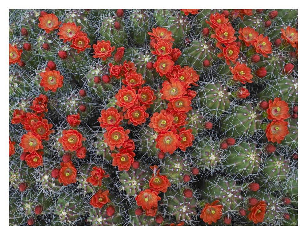 Claret Cup Cactus detail of flowers in bloom, North America-Paper Art-34"x26"