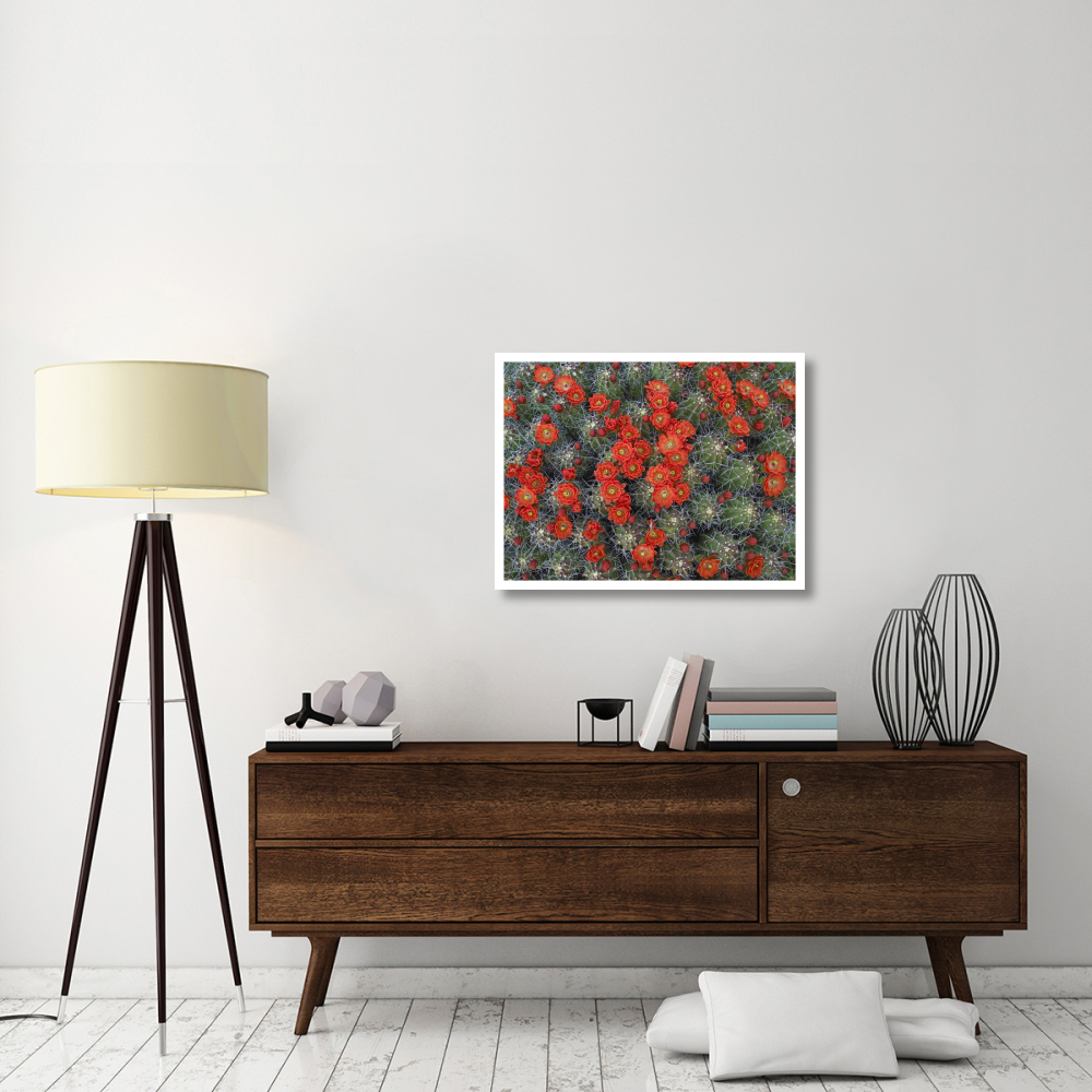 Claret Cup Cactus detail of flowers in bloom, North America-Paper Art-34&quotx26"
