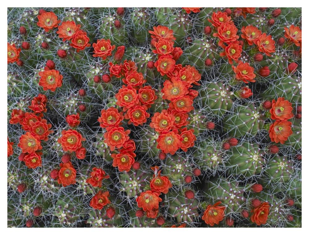 Claret Cup Cactus detail of flowers in bloom, North America-Paper Art-42"x32"