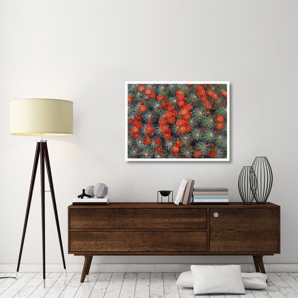 Claret Cup Cactus detail of flowers in bloom, North America-Paper Art-42&quotx32"