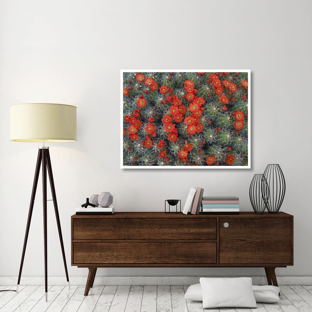 Claret Cup Cactus detail of flowers in bloom, North America-Paper Art-50&quotx38"